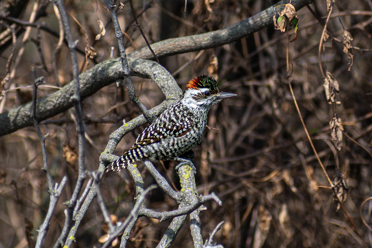 Checkered Woodpecker - ML640795029