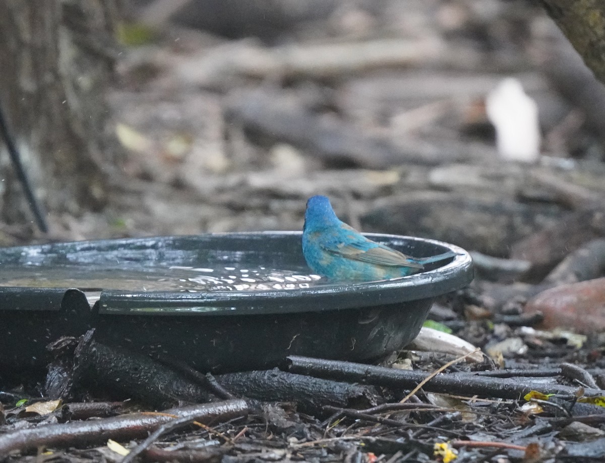 Indigo Bunting - ML640795045