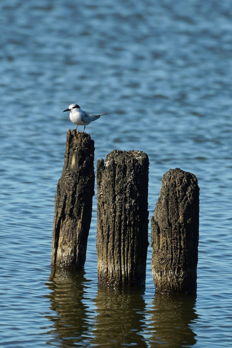 Little Tern - ML640795072