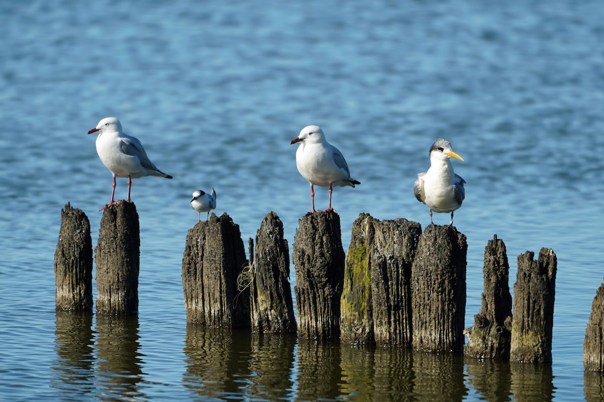 Little Tern - ML640795073