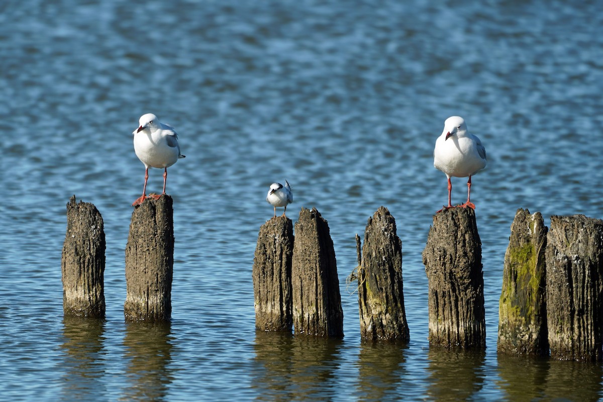 Little Tern - ML640795074