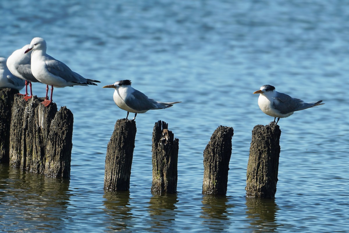 Great Crested Tern - ML640795077