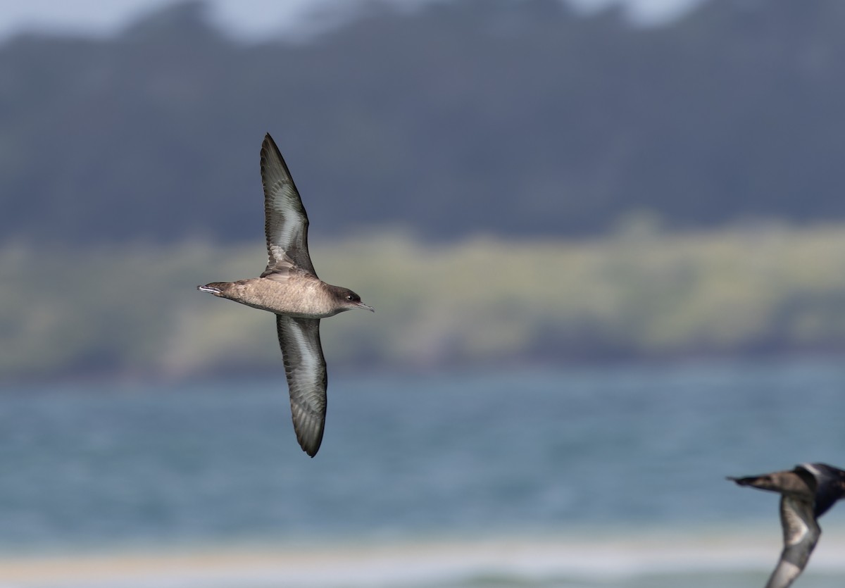 Short-tailed Shearwater - ML640795148