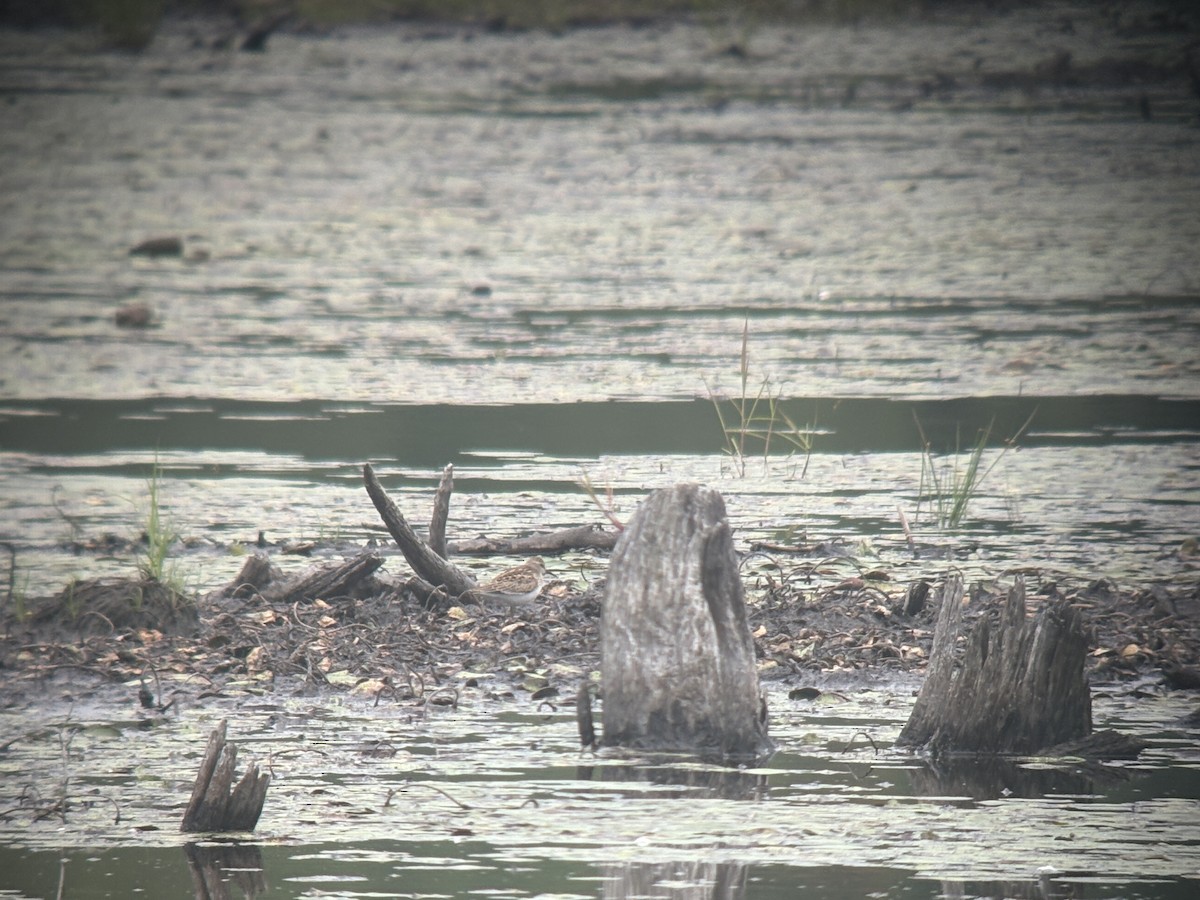pygmésnipe - ML640795178