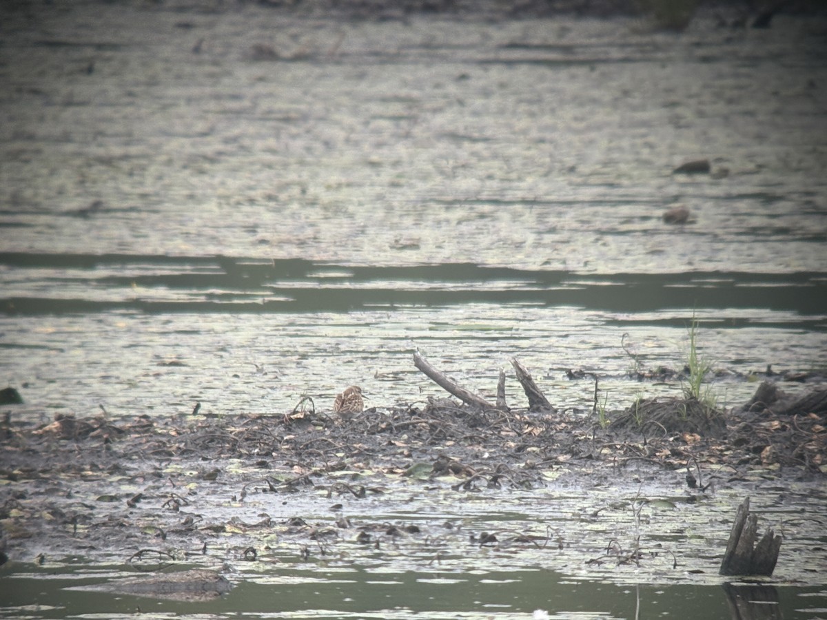 pygmésnipe - ML640795179