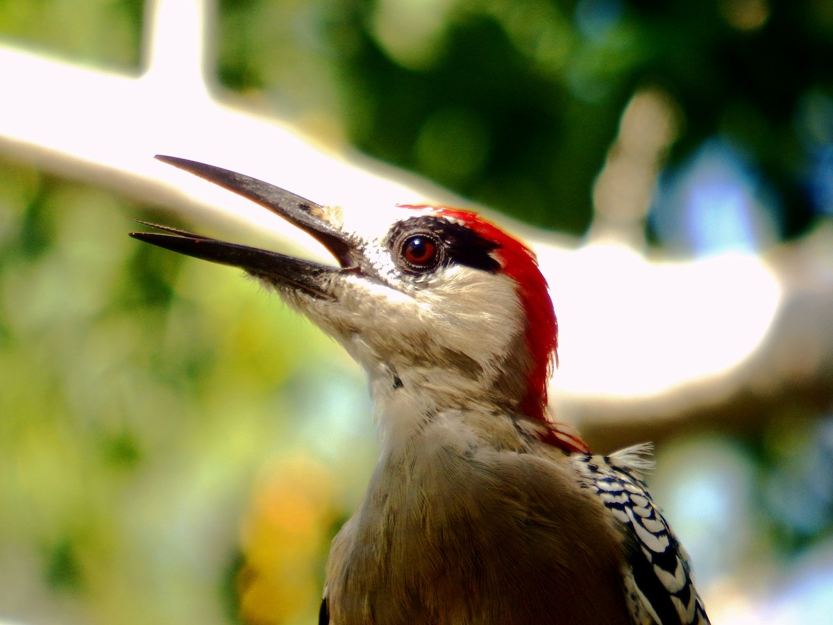 West Indian Woodpecker - ML640795183