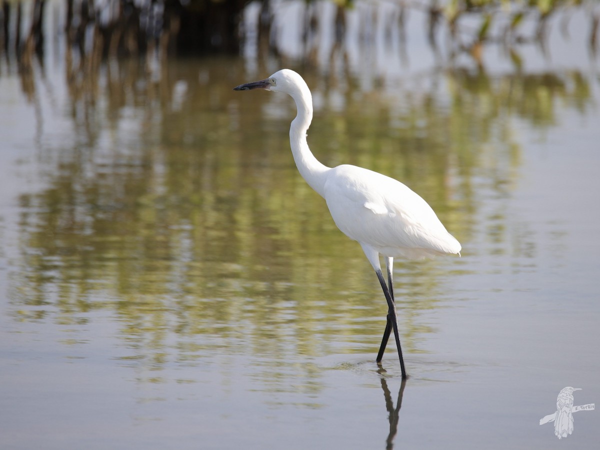 Reddish Egret - ML640795213