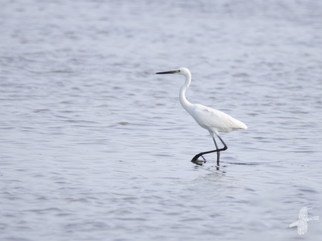 Reddish Egret - ML640795214