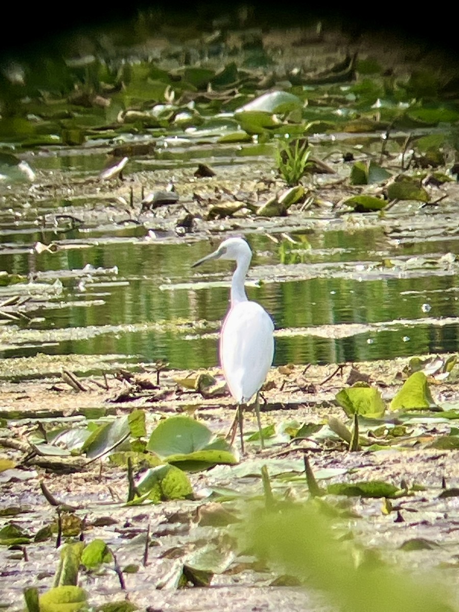 Little Blue Heron - ML640795223