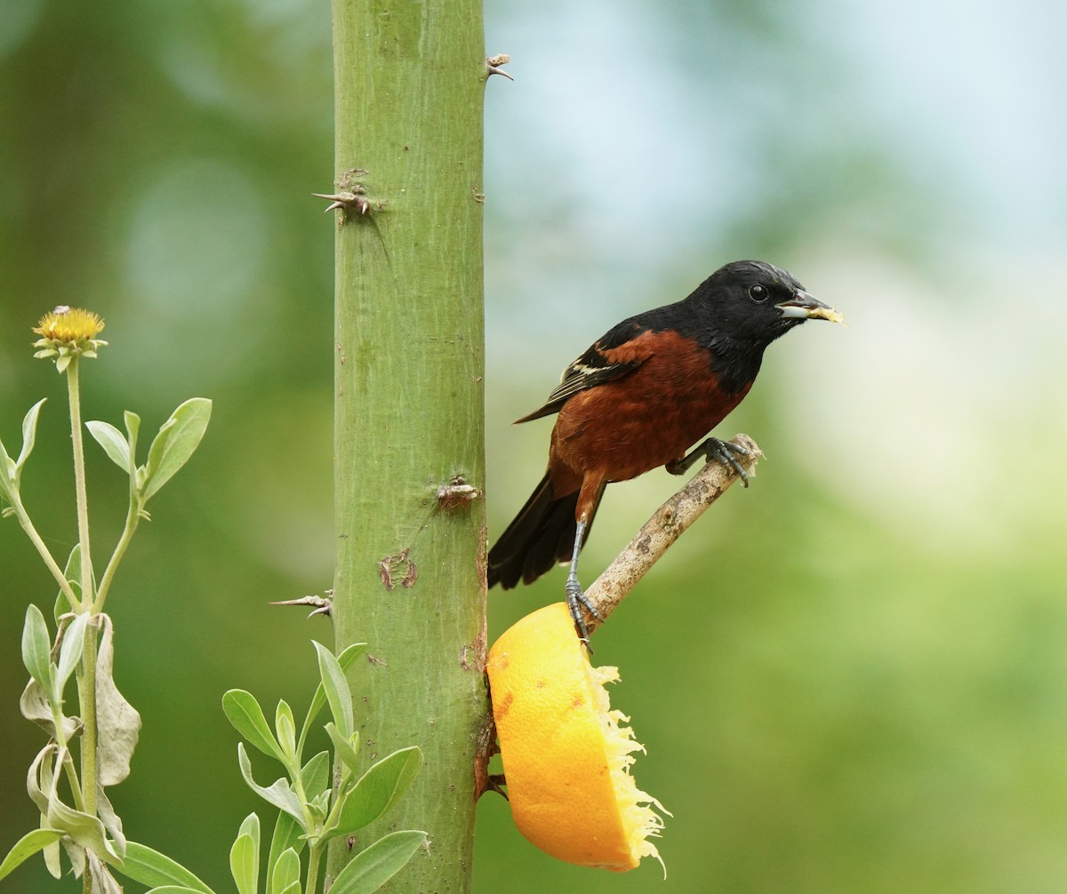 Orchard Oriole - ML640795239