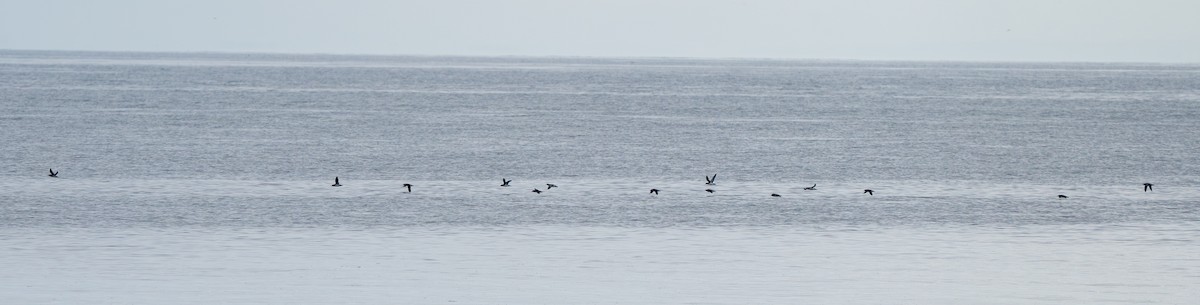 Manx Shearwater - ML640795244