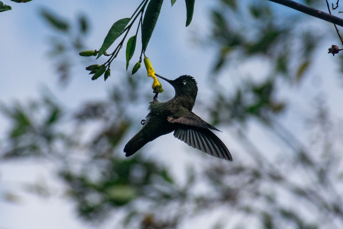 Colibri du Chili - ML640795276