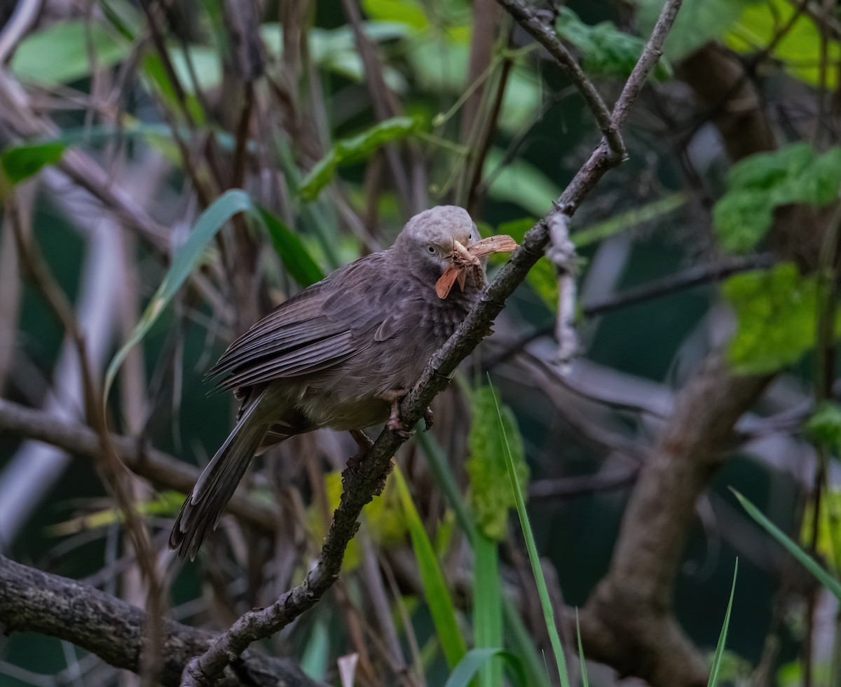 Yellow-billed Babbler - ML640795285