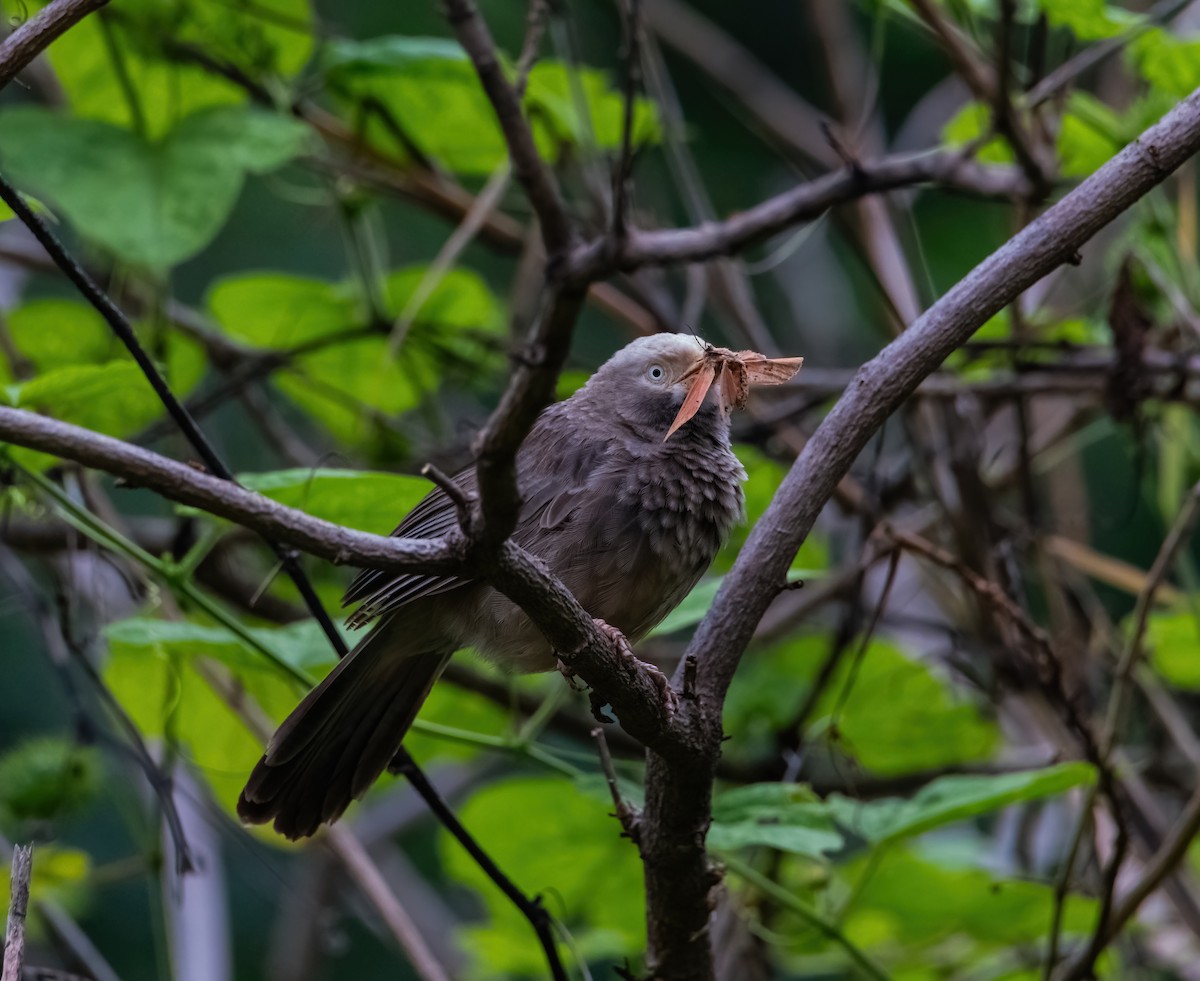 Yellow-billed Babbler - ML640795286