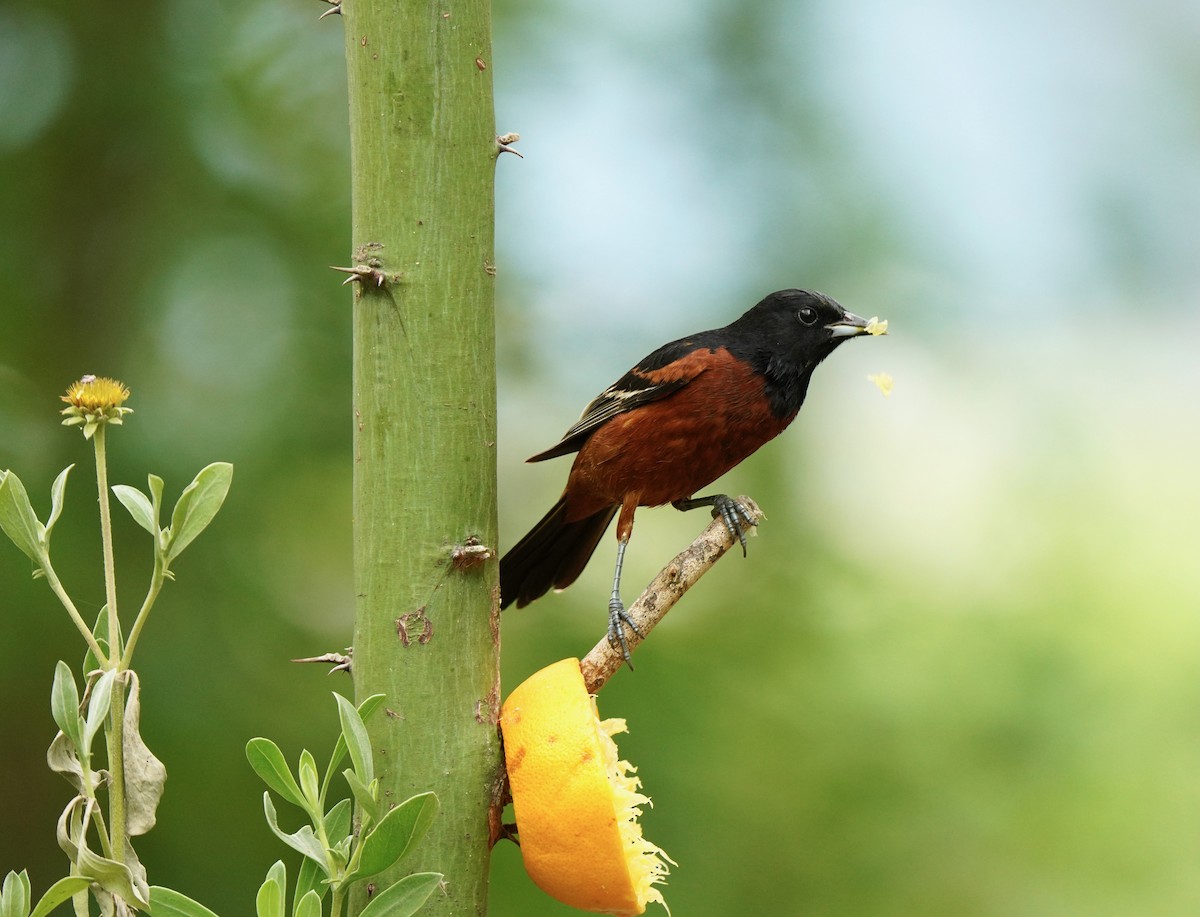 Orchard Oriole - ML640795288
