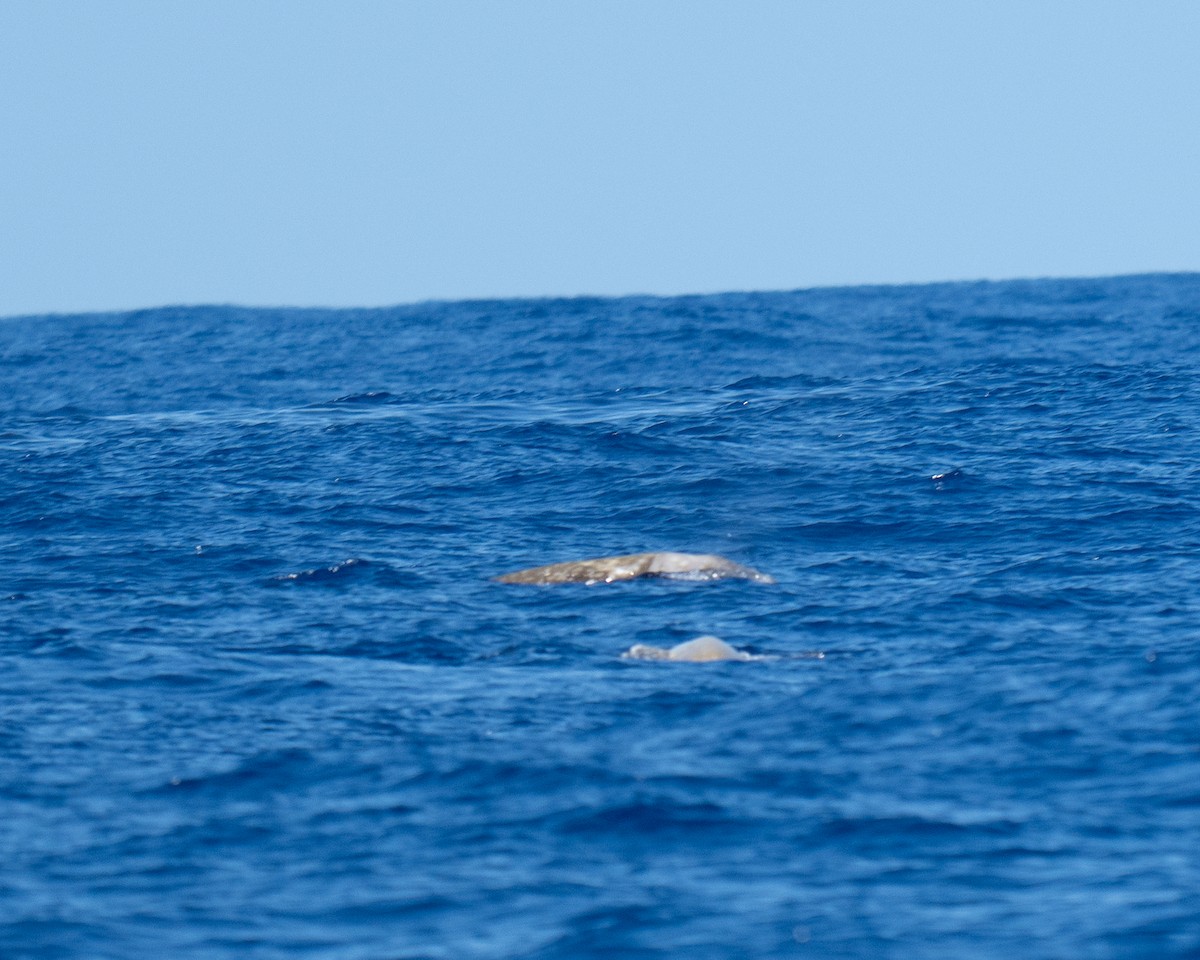 Cuvier's Beaked Whale - ML640795308