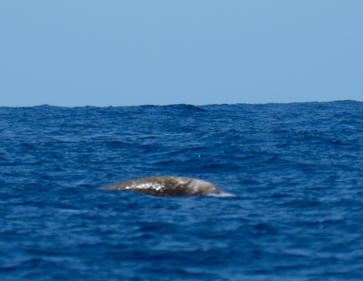 Cuvier's Beaked Whale - ML640795309