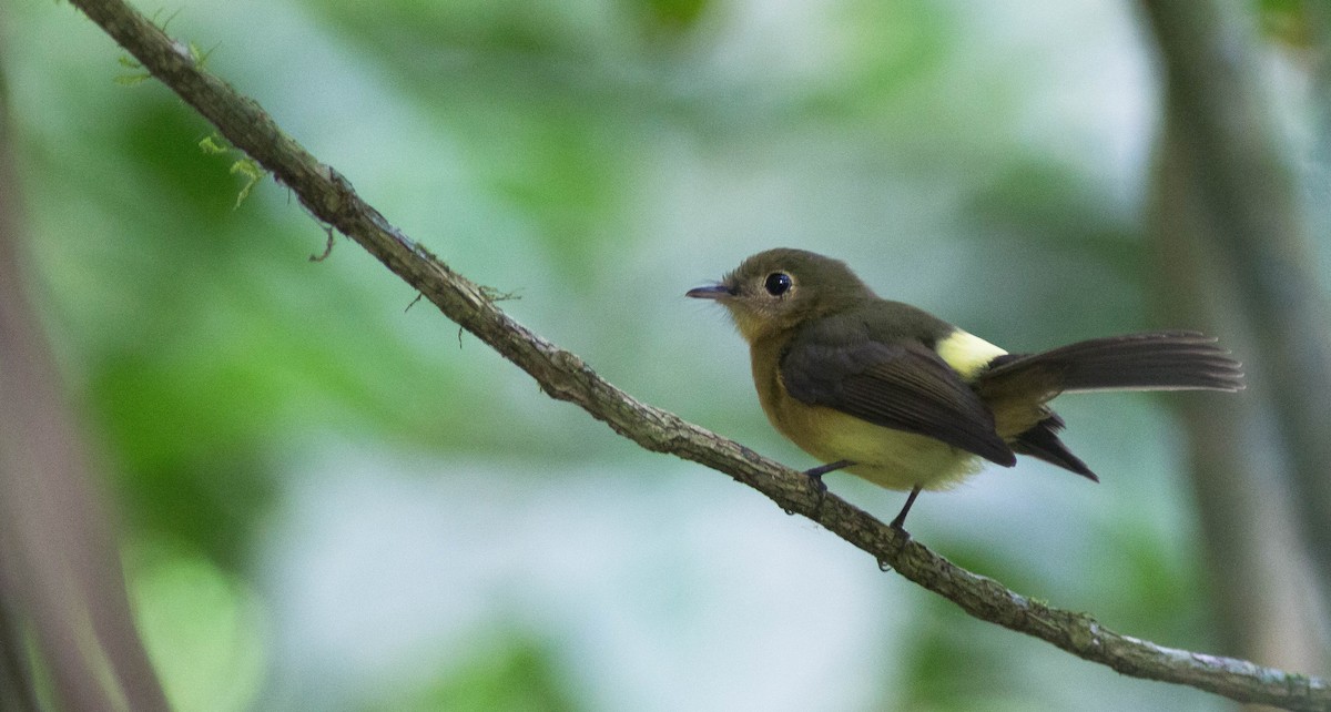 Whiskered Flycatcher - Projeto  Dacnis