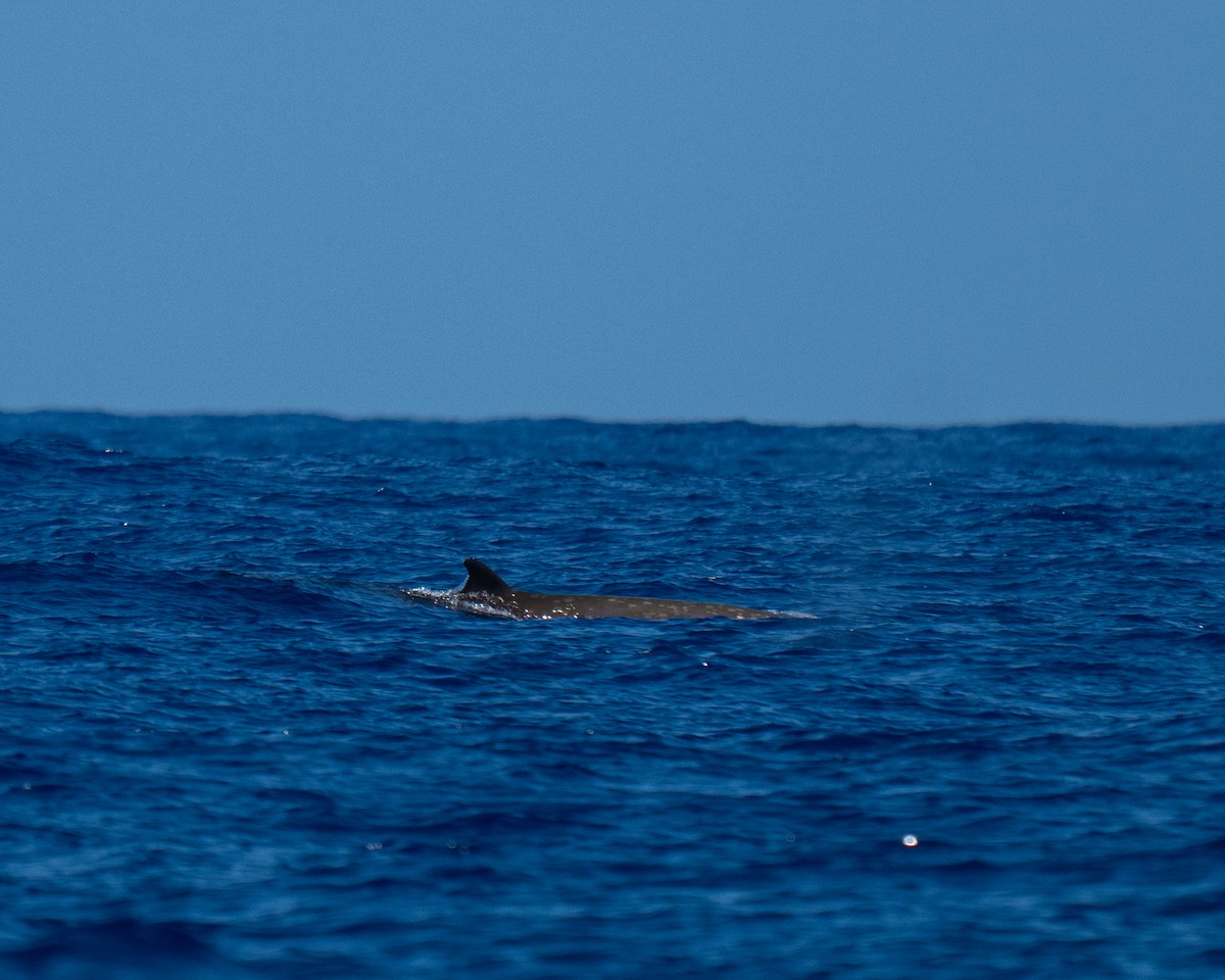 Cuvier's Beaked Whale - ML640795310