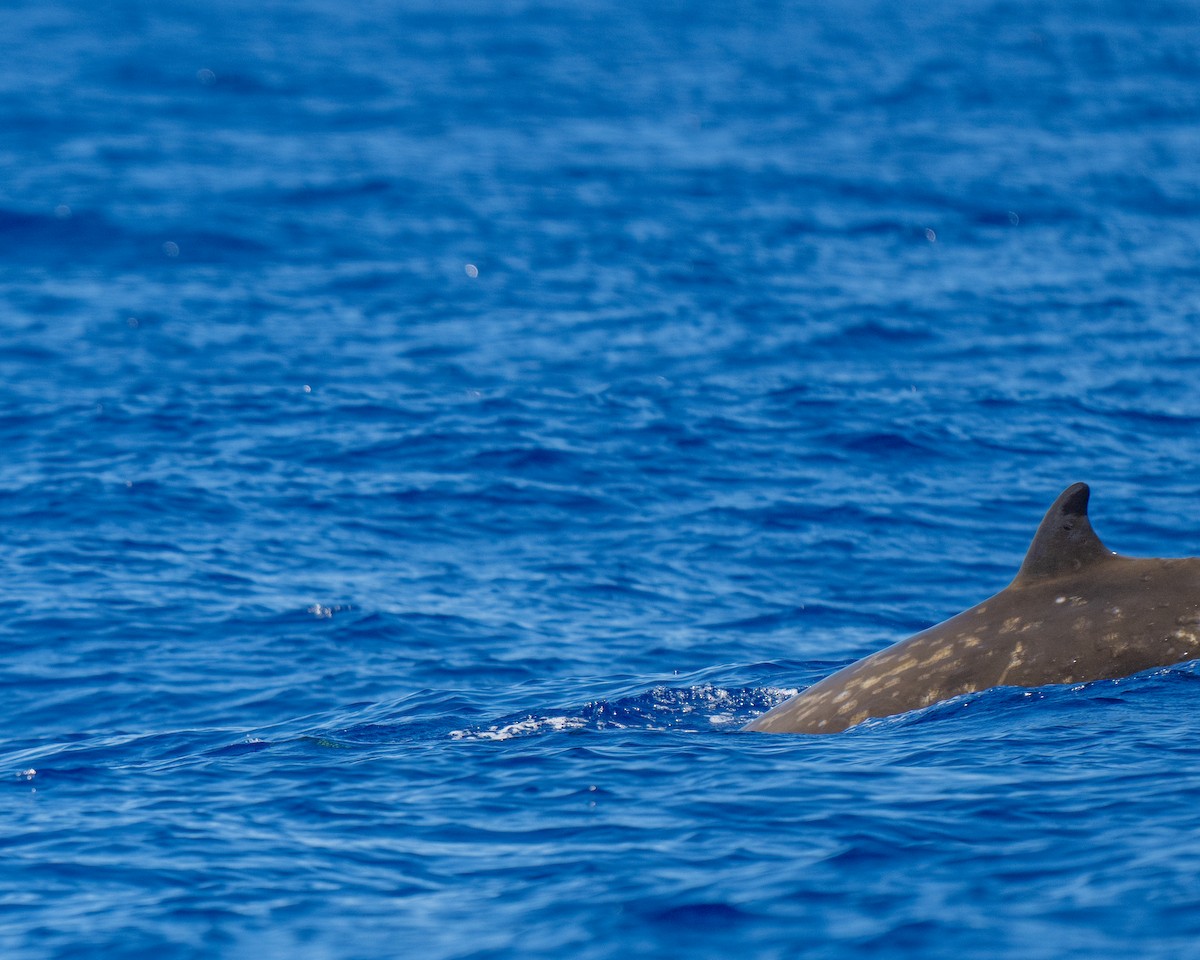 Cuvier's Beaked Whale - ML640795311