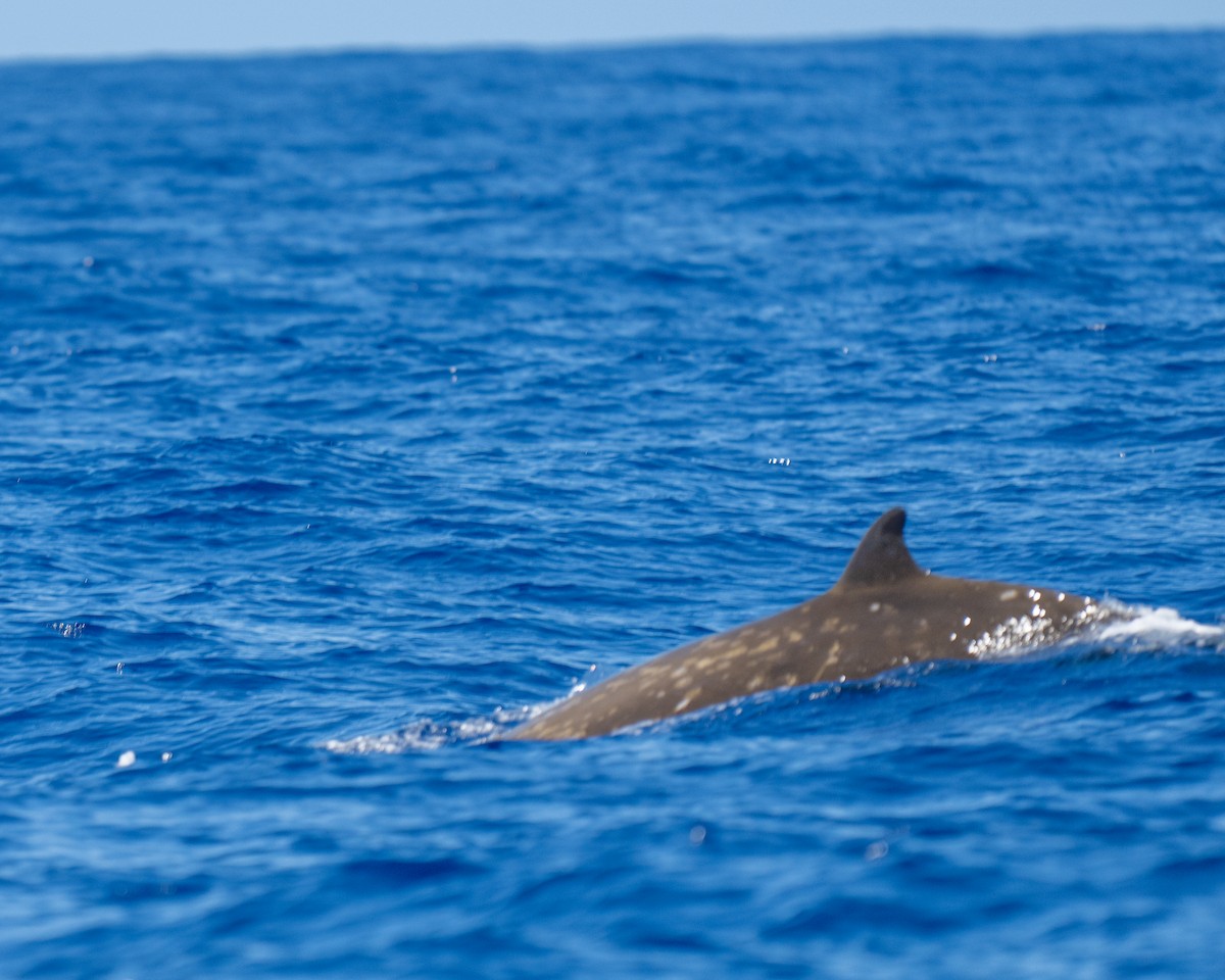 Cuvier's Beaked Whale - ML640795312
