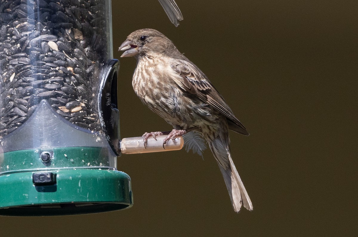 House Finch - ML640795314