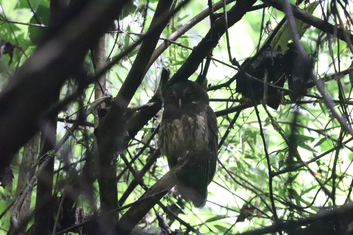 Mottled Owl - ML640795316