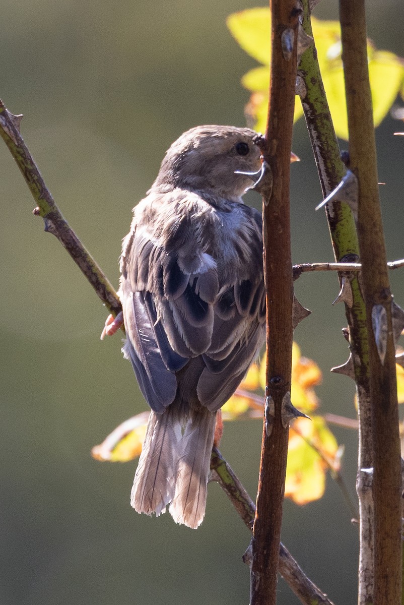 House Sparrow - ML640795322