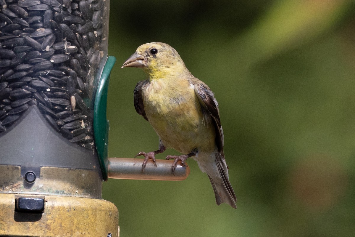 American Goldfinch - ML640795327