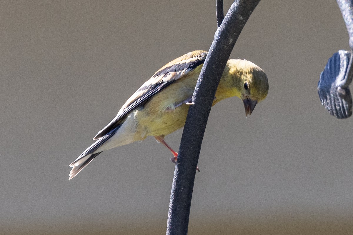 American Goldfinch - ML640795328