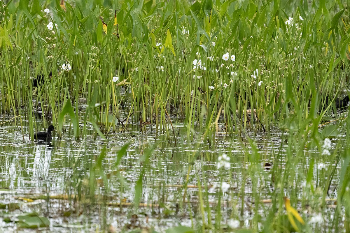 American Coot - ML640795345