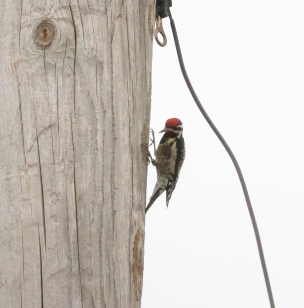 Yellow-bellied Sapsucker - ML640795347