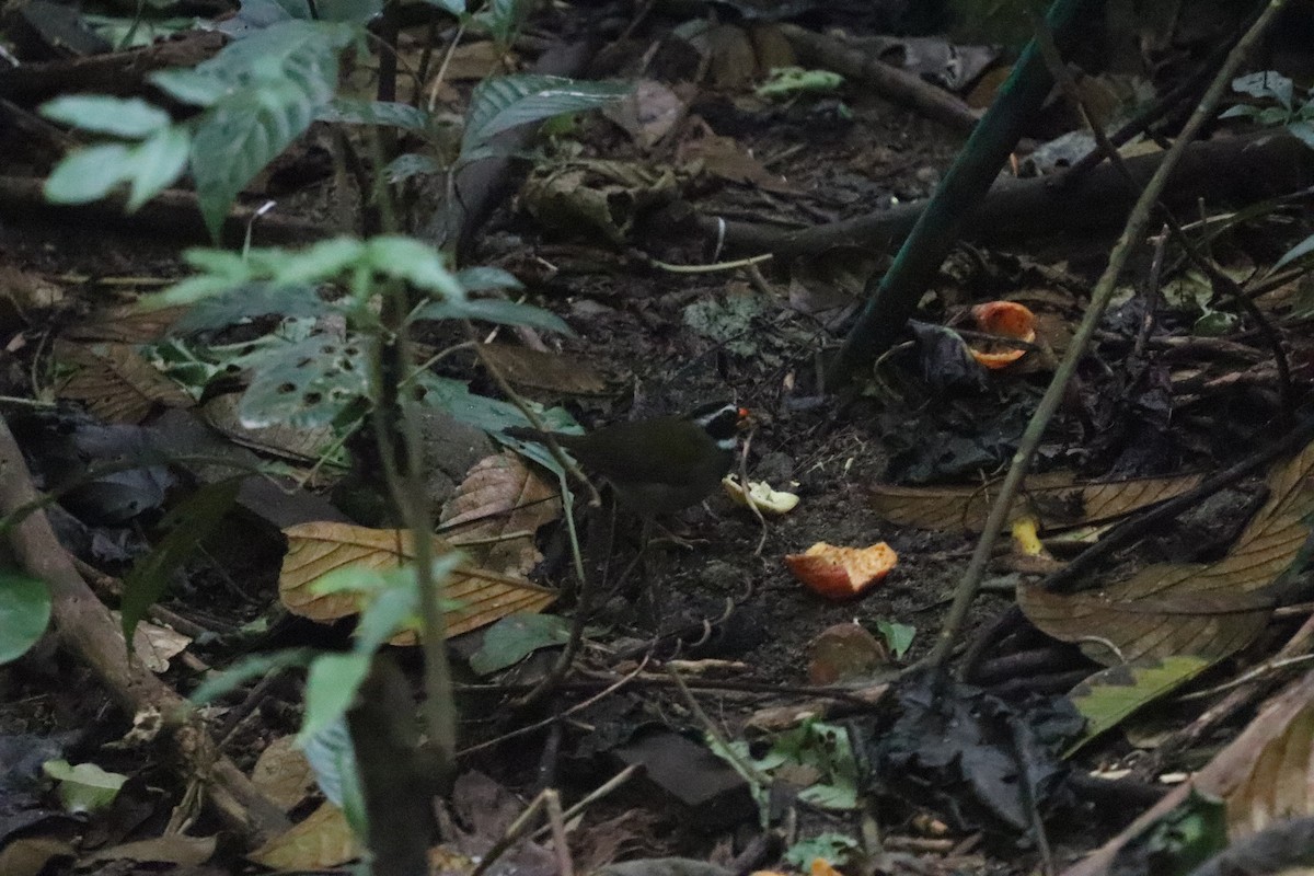 Orange-billed Sparrow - ML640795349