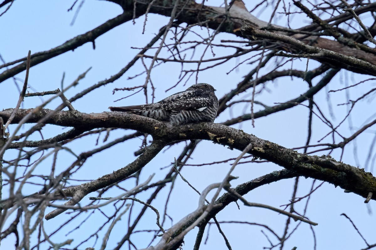 Common Nighthawk - ML640795367