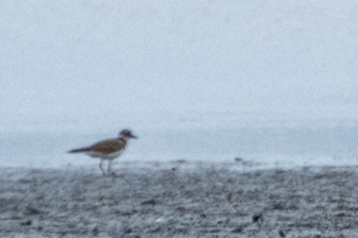 Killdeer - ML640795385