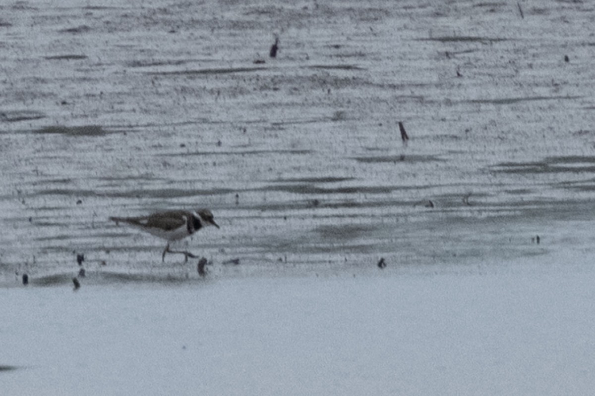 Killdeer - ML640795386