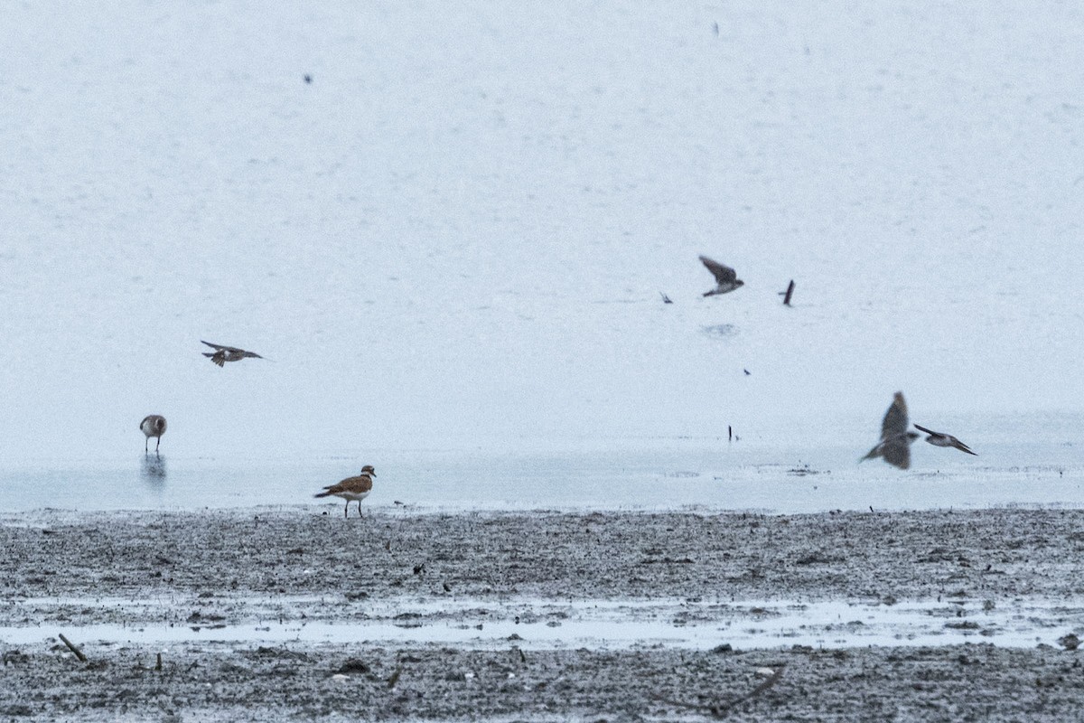 Killdeer - ML640795387