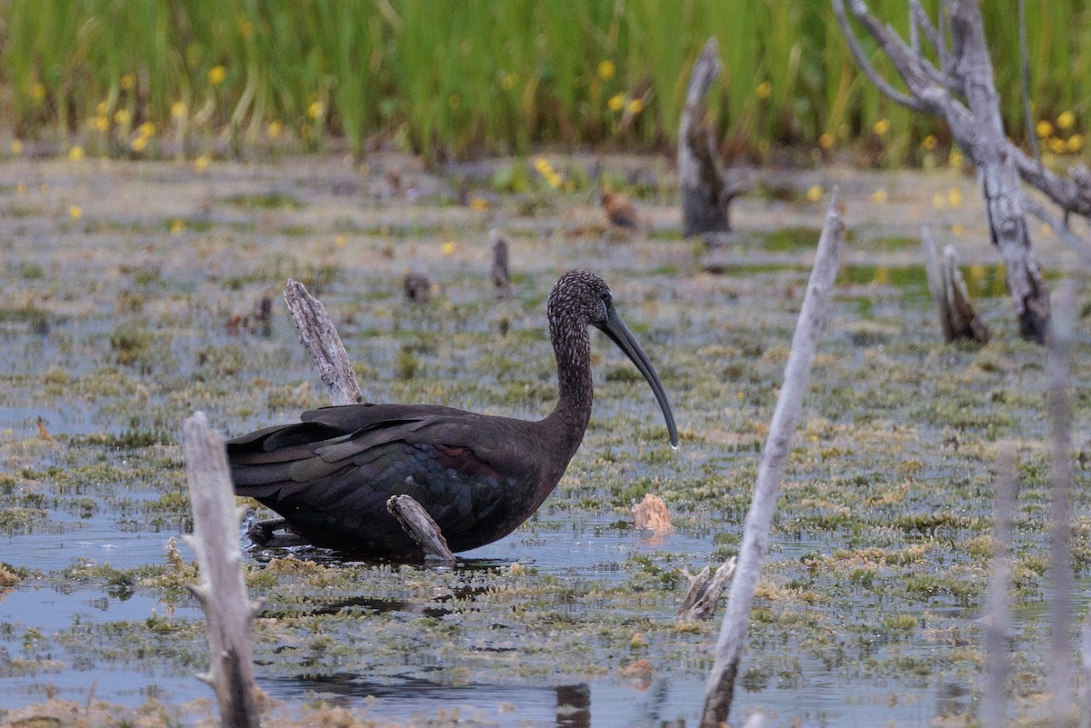 Glossy Ibis - ML640795423