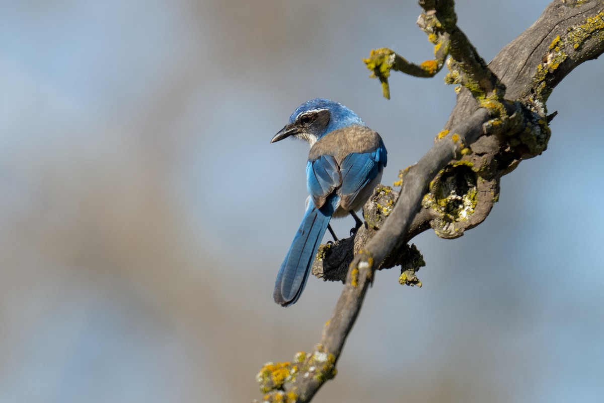 California Scrub-Jay - ML640795437