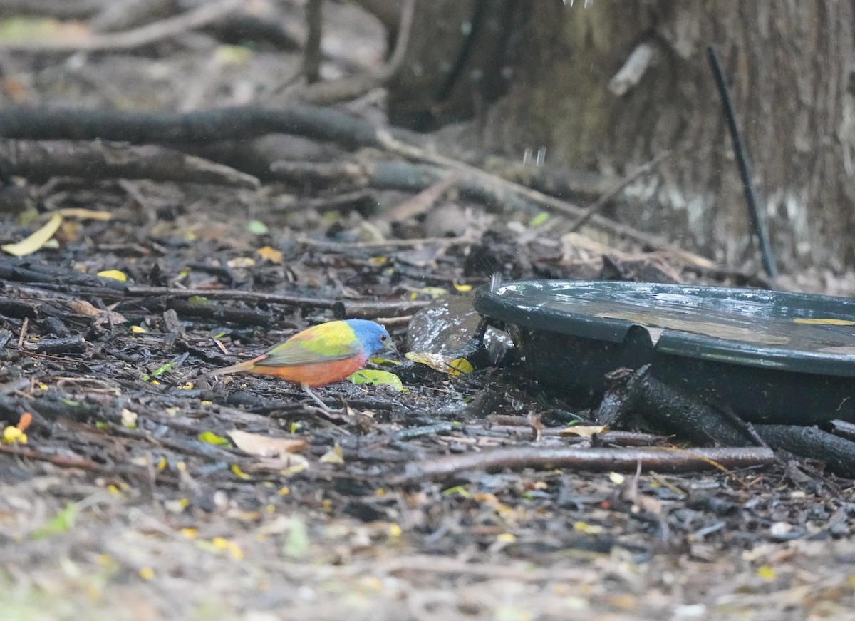 Painted Bunting - ML640795447