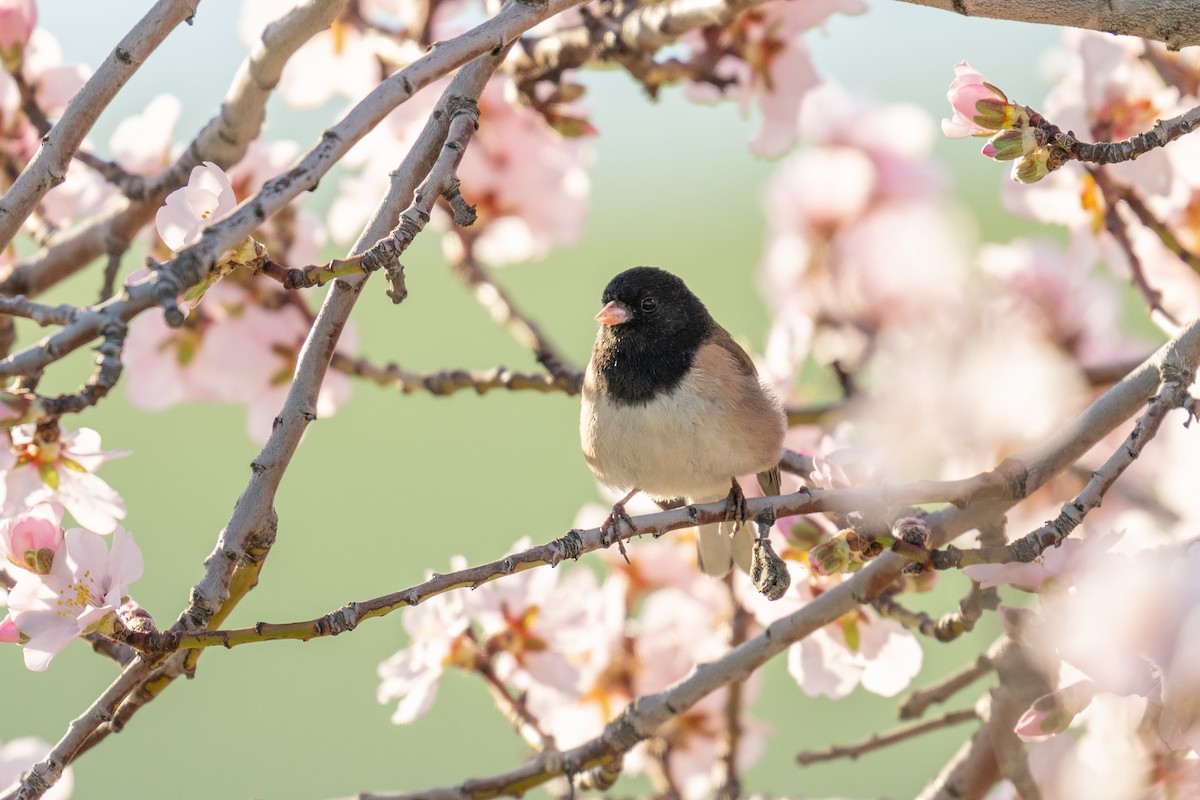 Dark-eyed Junco - ML640795449