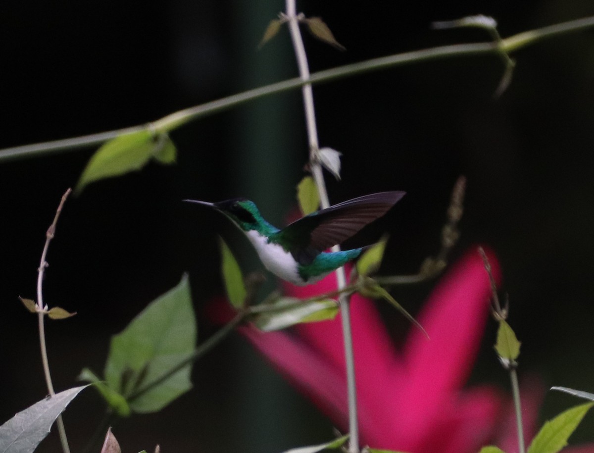 Purple-crowned Fairy - ML640795455