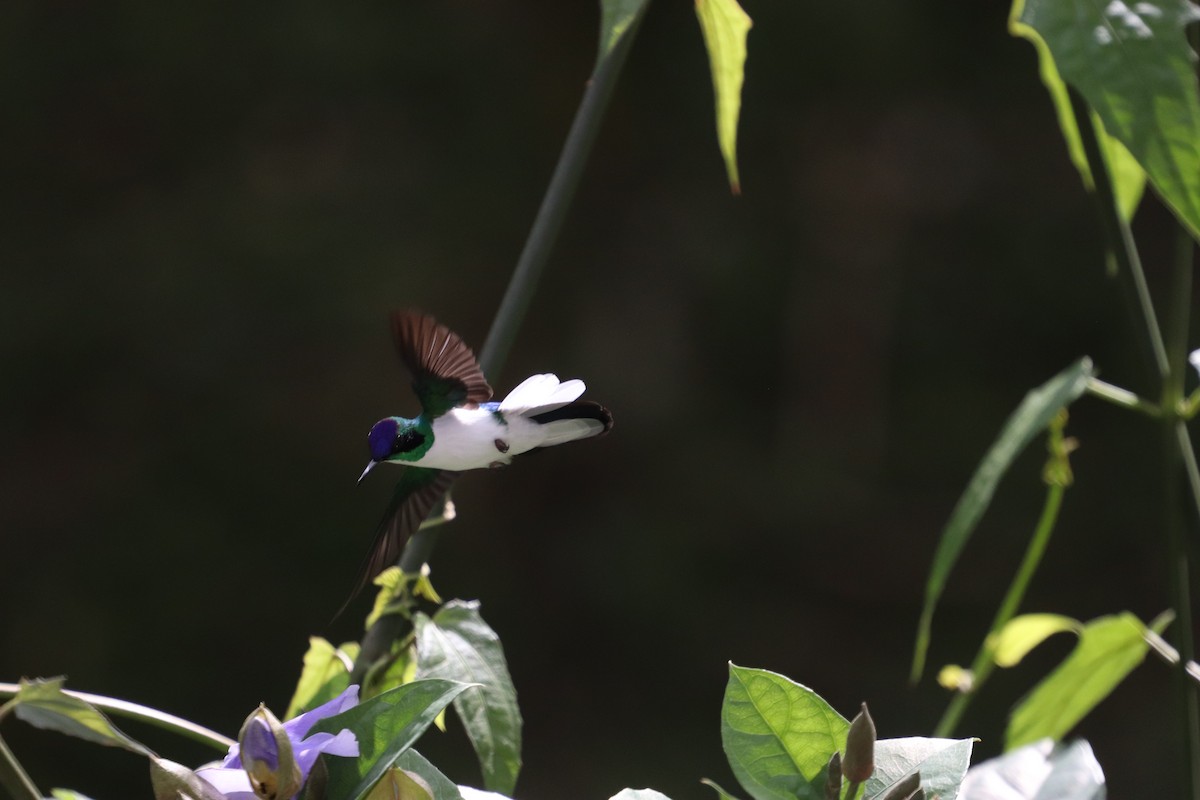 Purple-crowned Fairy - ML640795456