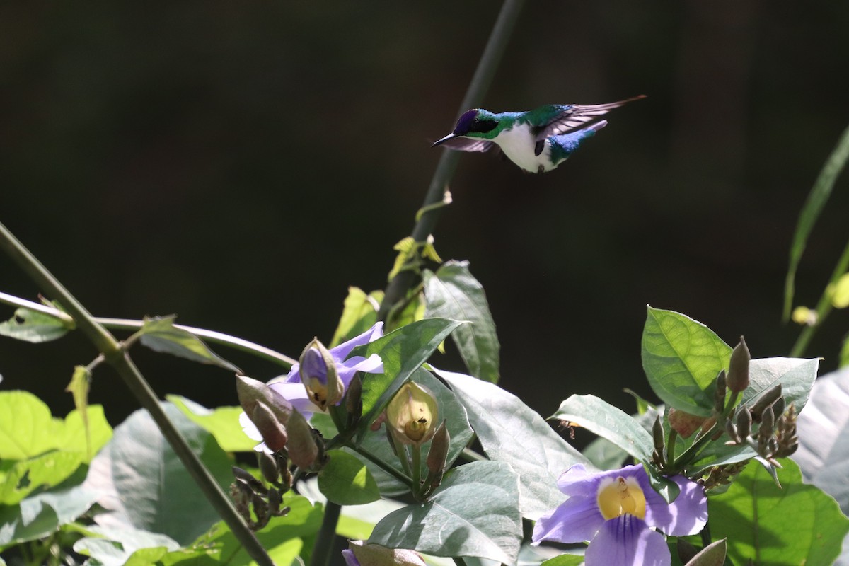 Purple-crowned Fairy - ML640795457