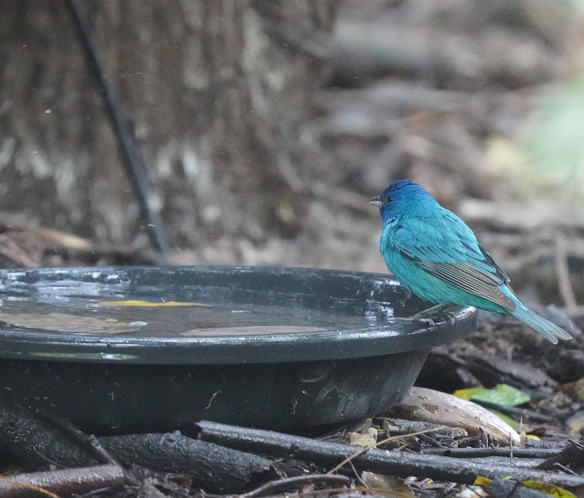 Indigo Bunting - ML640795458