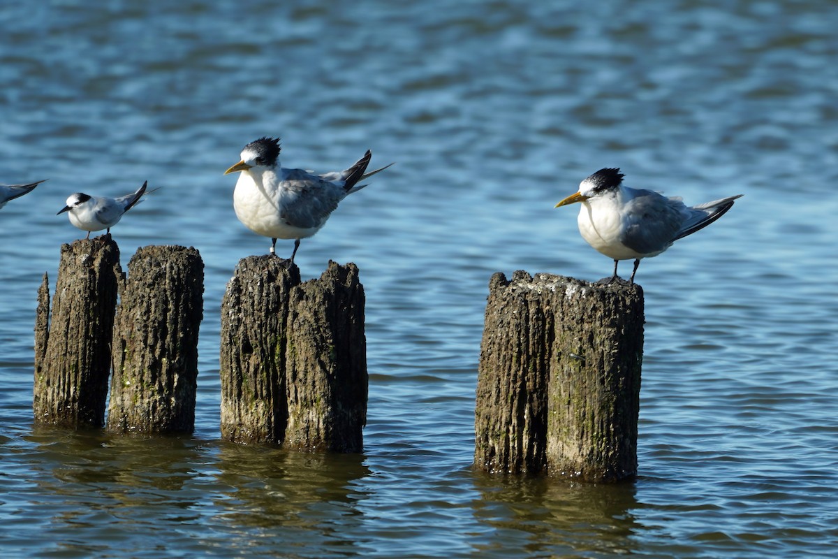Great Crested Tern - ML640795471