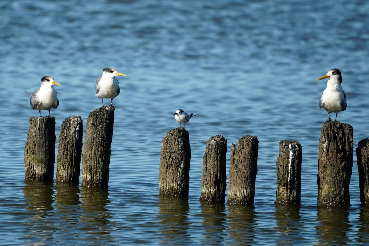 Great Crested Tern - ML640795473
