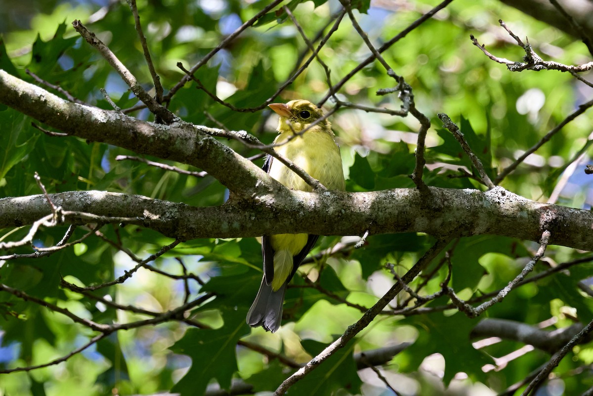 Scarlet Tanager - ML640795479