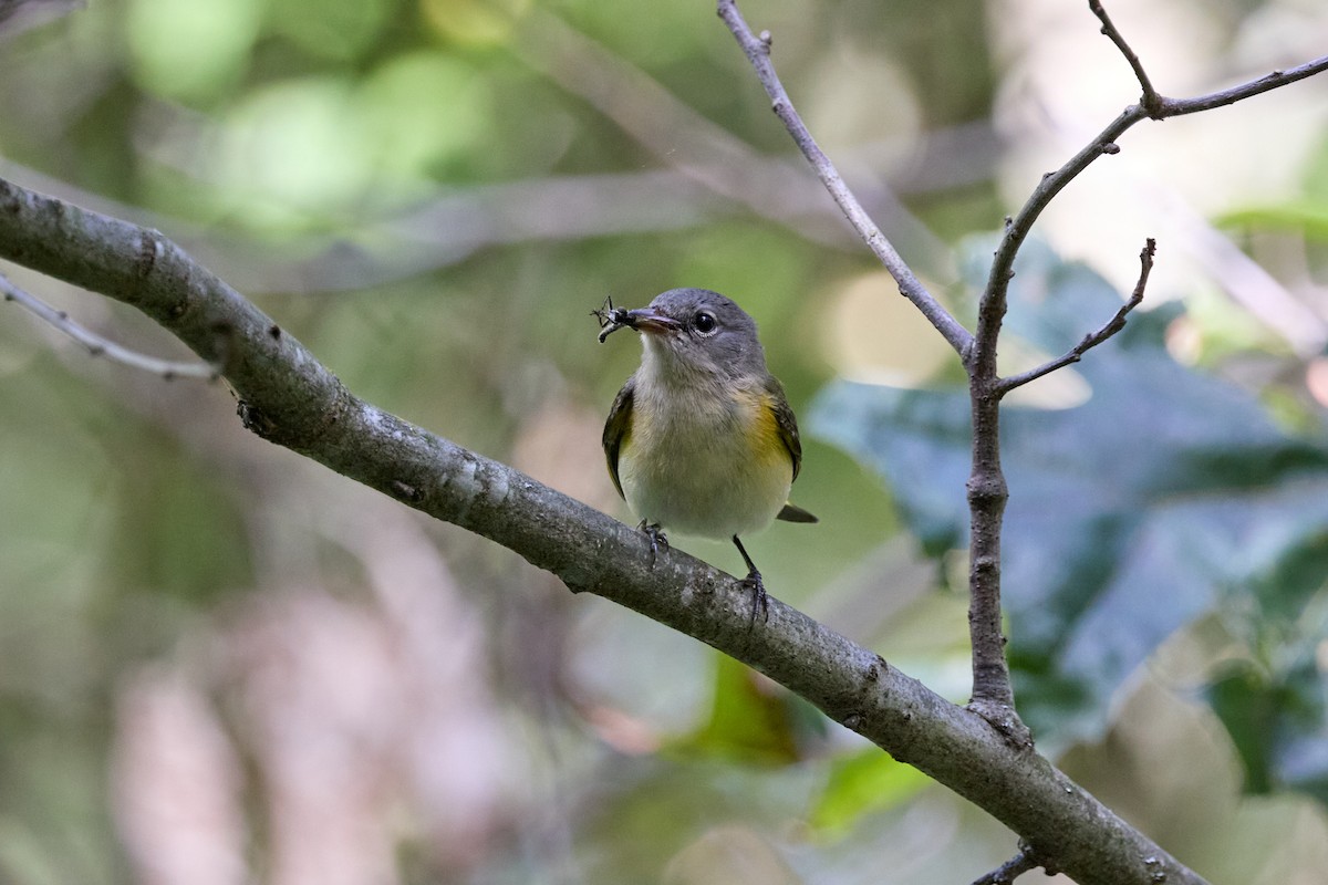 American Redstart - ML640795489