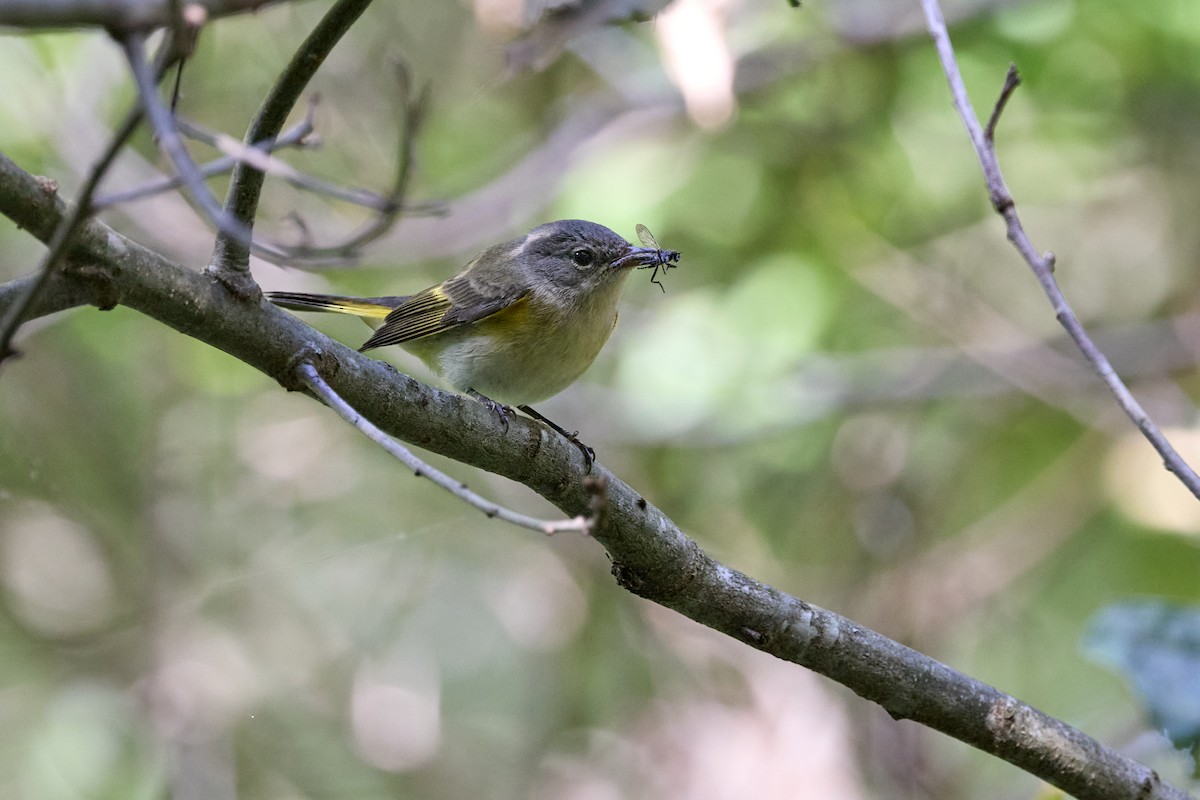 American Redstart - ML640795490